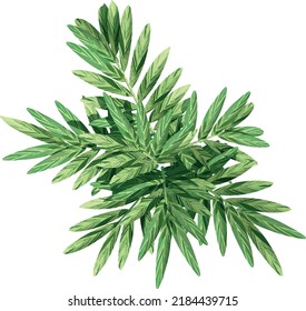 Top view of plant (Bitter Ginger) tree illustration vector	
