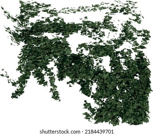 Top view of Plant (creeper 2) Tree illustration vector	
