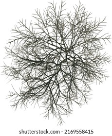 Top view of Plant (Dry Tree 1) Tree illustration vector	