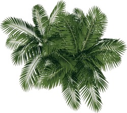 Top View Of Plant (Generic Palm Tree 2) Tree Illustration Vector	
