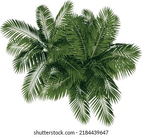 Top view of Plant (Generic Palm tree 2) Tree illustration vector	
