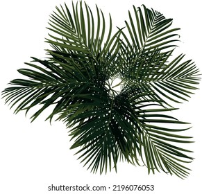 Top view Plant (Golden cane palm Dypsis lutescens ) Flower Tree illustration vector