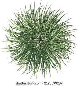 Top view of Plant (Grass 2) Tree illustration vector	