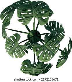 Top view of Plant (Monstera deliciosa in pots 1) Tree illustration vector	