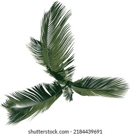 Top view of Plant (Palm tree 3) Tree illustration vector	
