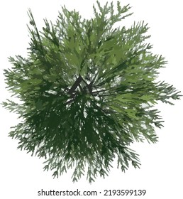 Top view of Plant (Pinus Pine 5) Tree illustration vector	