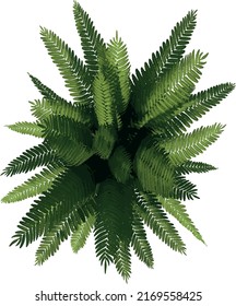 Top view of Plant (Potted Fern 1) Tree illustration vector	