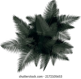 Top view of Plant (red Palm Tree 1) Tree illustration vector	