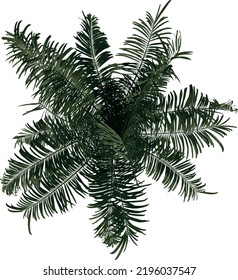 Top view of plant (Roystonea Oleracea Palm Tree ) tree illustration vector