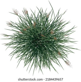 Top view of Plant (Vetiver Chrysopogon zizanioides) Tree illustration vector	
