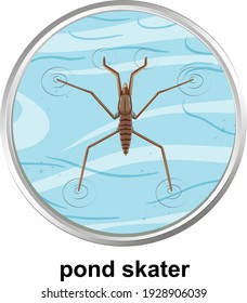 Top view of pond skater on the water illustration