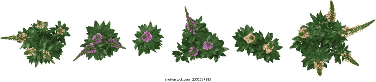 Top view of purpurea plants isolated on transparent background