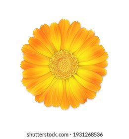 top view of realistic 3d orange and yellow calendula or marigold flower bud isolated on white background, stock vector illustration design element for design