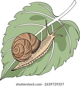 Top view realistic snail crawling on a green leaf with natural shell texture, great for biology visuals, nature photography effects, and educational content