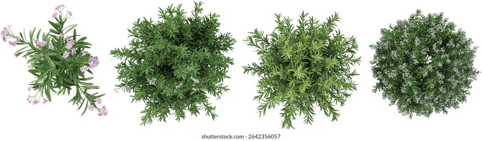 Top view of Rosemary plants on transparent background