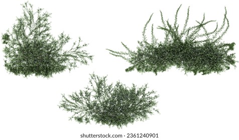 Top view of  Rosmarinus officinallis prostrate ,Creeping rosemary on isolated transparent background Collection