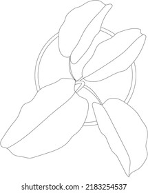 Top view of a rubber plant. Vector house plant illustration.