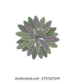 Top View Sage Leaf Rosette with Green and Mauve Leaves, Flat Illustration