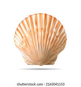 Top view of scallops shell isolated on white. Vector illustration