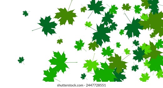 Top view scattered fresh sweet basil leaves, isolated on white background. Vector illustration. All isolated and layered