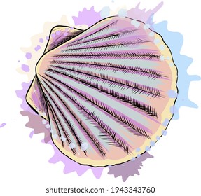 Top view, sea shell scallops from a splash of watercolor, colored drawing, realistic. Vector illustration of paints