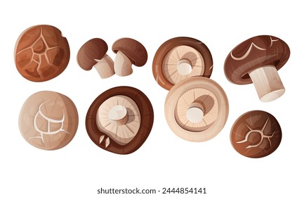 Top view set of Fresh shiitake are isolated. Variety of mushrooms. Vector illustration. Ingredients of Asian cuisine.