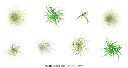 From the top view of set Paper reed,Fountain grass,Green grass isolated on white background stock photo