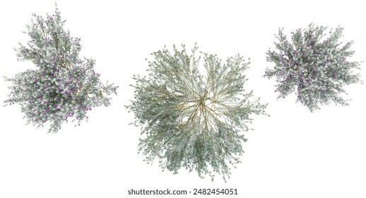 Top view of Silky eremophila flowers plant cutout on transparent backgrounds 3d rendering png