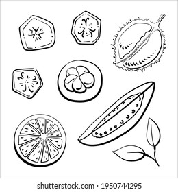 Top view of sliced fruits. Black line sketch collection of fruits and berries isolated on white background. Doodle hand drawn fruits. Vector illustration