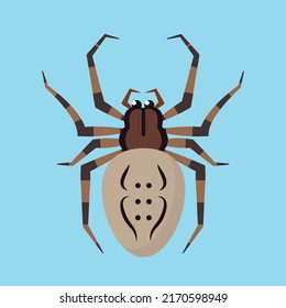 top view of spider cross