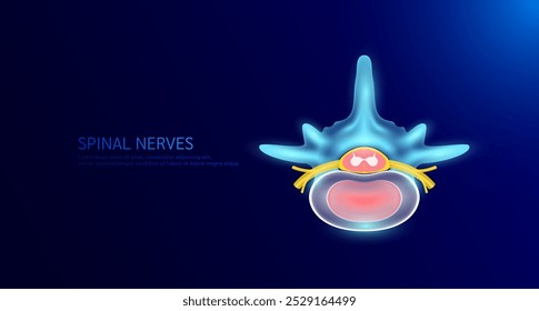 Top view spinal nerve cord yellow. Vertebral anatomy and disc bone human organ on dark blue background. Medical diagnosis concept. Banner vector EPS10