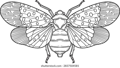 Top View Spotted Lanternfly Outline Illustration with Wing Patterns