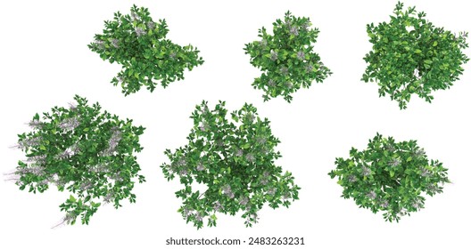 Top view of Spur flower plants isolated on white background, tropical trees isolated used for architecture