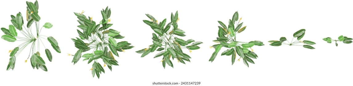Top view of Strelitzia reginae trees on transparent background, for illustration, digital composition, and architecture visualization