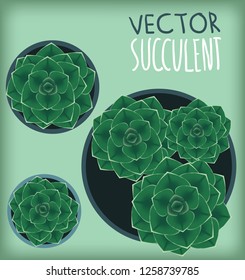 top view succulent
