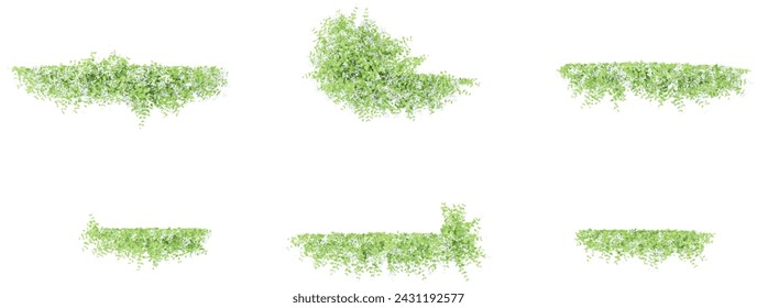 From top view of Sweet autumn clematis vine plants isolate on white background