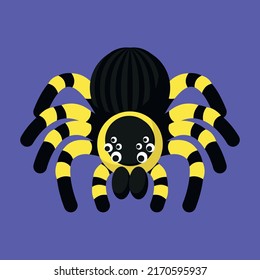 Top view of tarantula spider