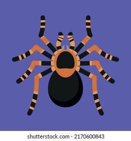 Draufsicht der Spinne