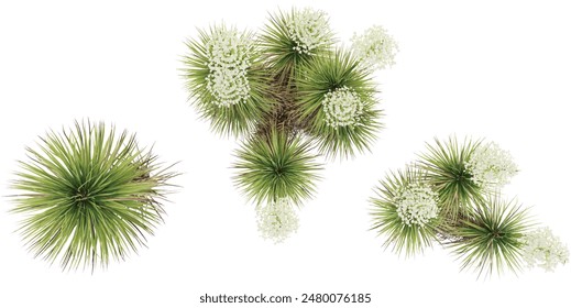  Top view of Thompson's yucca trees with transparent background, 3D rendering, for illustration, digital composition, architecture visualization