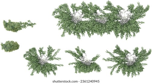 Top view of Trachelospermum Jasminoides,Star Jasmir  on isolated transparent background Collection