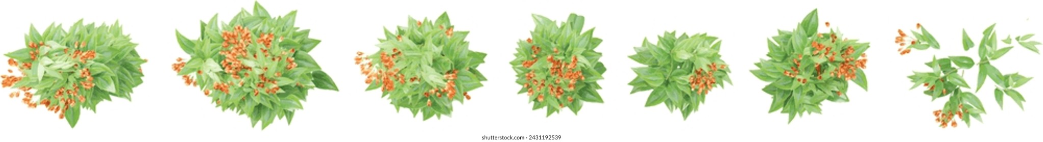 Top view of Trailing lily creeper tree on transparent background, climber plant