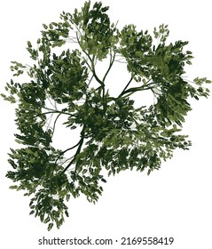 Top view of Tree ( Acacias 2) Plant png illustration vector	