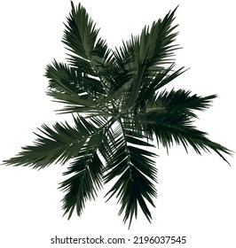 Top view tree ( Adolescent Alexander palm Tree Palm 1) illustration vector