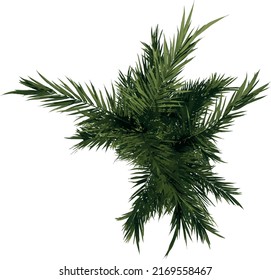 Top view tree ( Adolescent Butterfly Palm Areca tree Illustration vector	