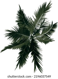 Vector de ilustración del árbol de visión superior (Palm de árbol de palmera Alexander)