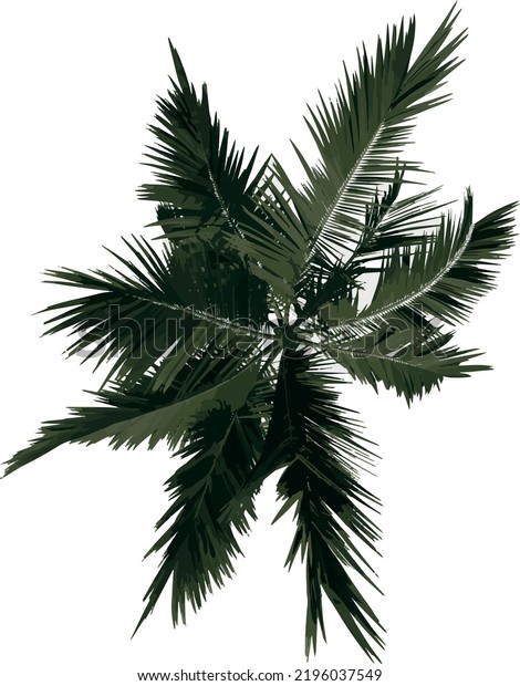 Top View Tree Alexander Palm Tree Stock Vector (Royalty Free ...