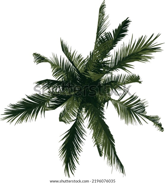 Top View Tree Coconut Tree Palm Stock Vector (royalty Free) 2196076035 