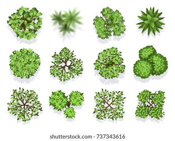 Top view tree collection - green foliage isolated on white background. Green plant top, nature tree collection illustration vector