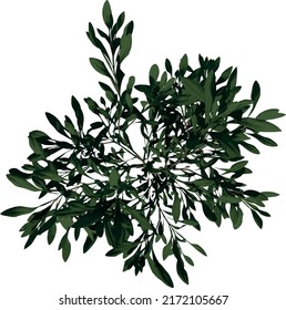 Top view Tree ( Plant Olea europaea 1) illustration vector	