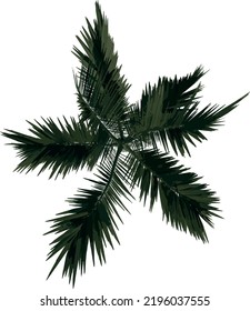 Top view tree ( Young Alexander palm Tree Palm 3) illustration vector